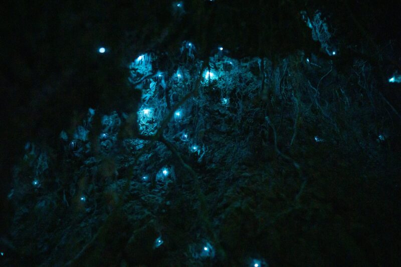 Gros plan d'une larve de moucheron luisant suspendue, émettant sa lumière bleue-verte caractéristique dans l'obscurité.
