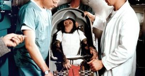 1949 : Un singe rhésus devient le premier mammifère envoyé dans l&rsquo;espace