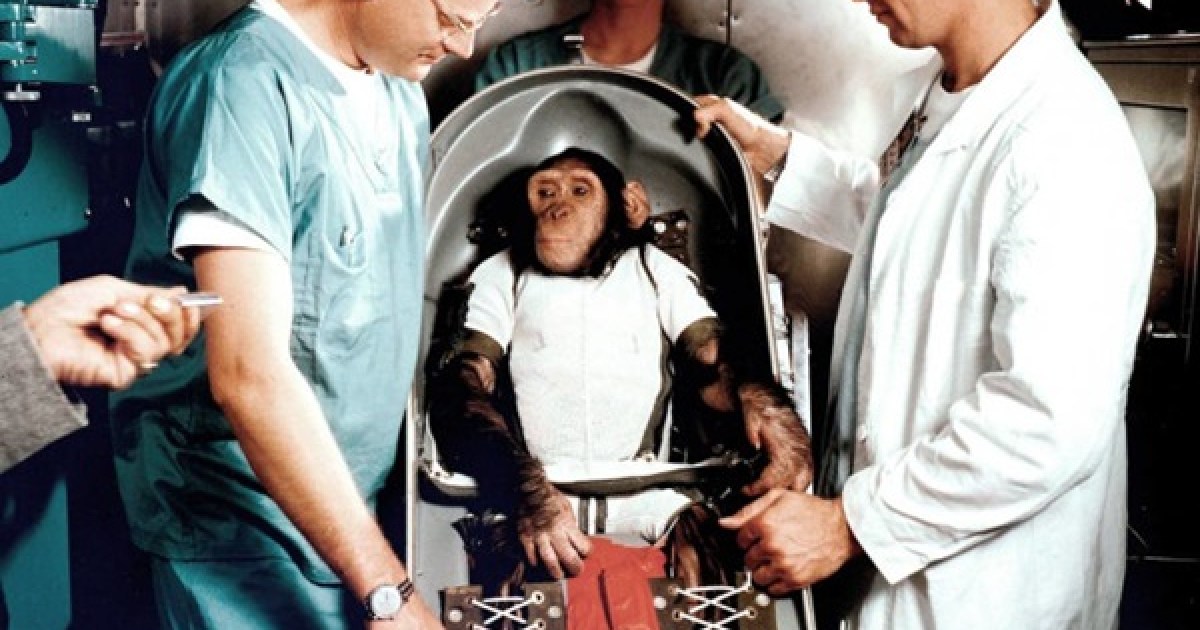 1949 : Un singe rhésus devient le premier mammifère envoyé dans l&rsquo;espace