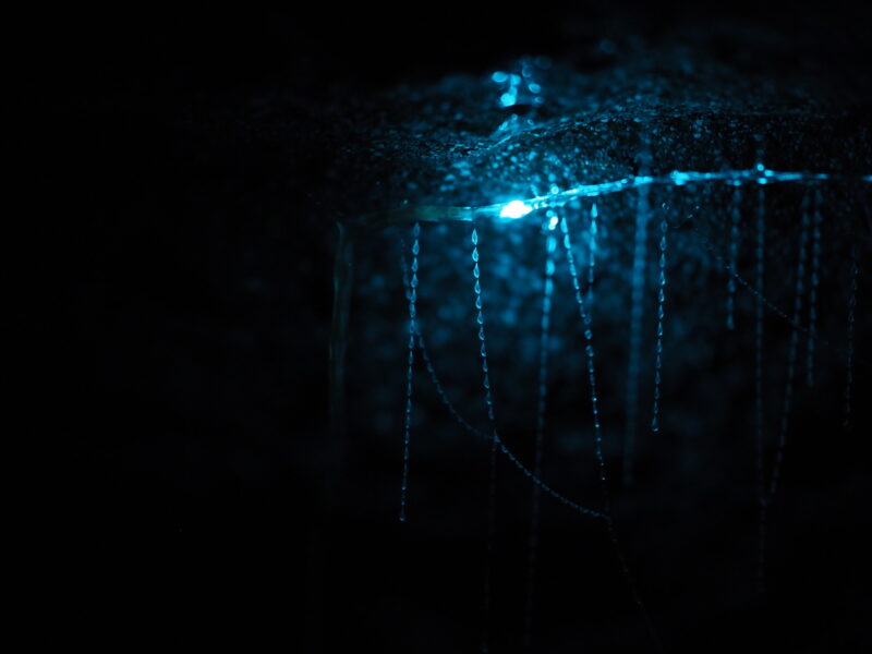 Détail des fils de soie collants, recouverts de gouttelettes, suspendus depuis le plafond d'une grotte pour piéger les insectes.