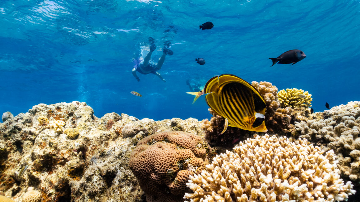 Des scientifiques identifient des récifs coralliens résistants à la chaleur