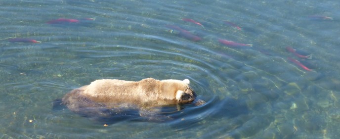 Deux ours bruns se disputant un saumon près des chutes de Brooks, Katmai.