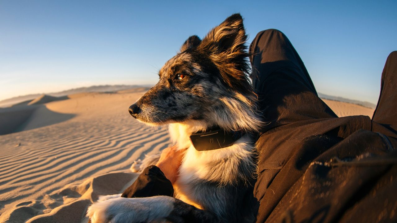 Première mondiale : un collier canin utilise la communication satellitaire