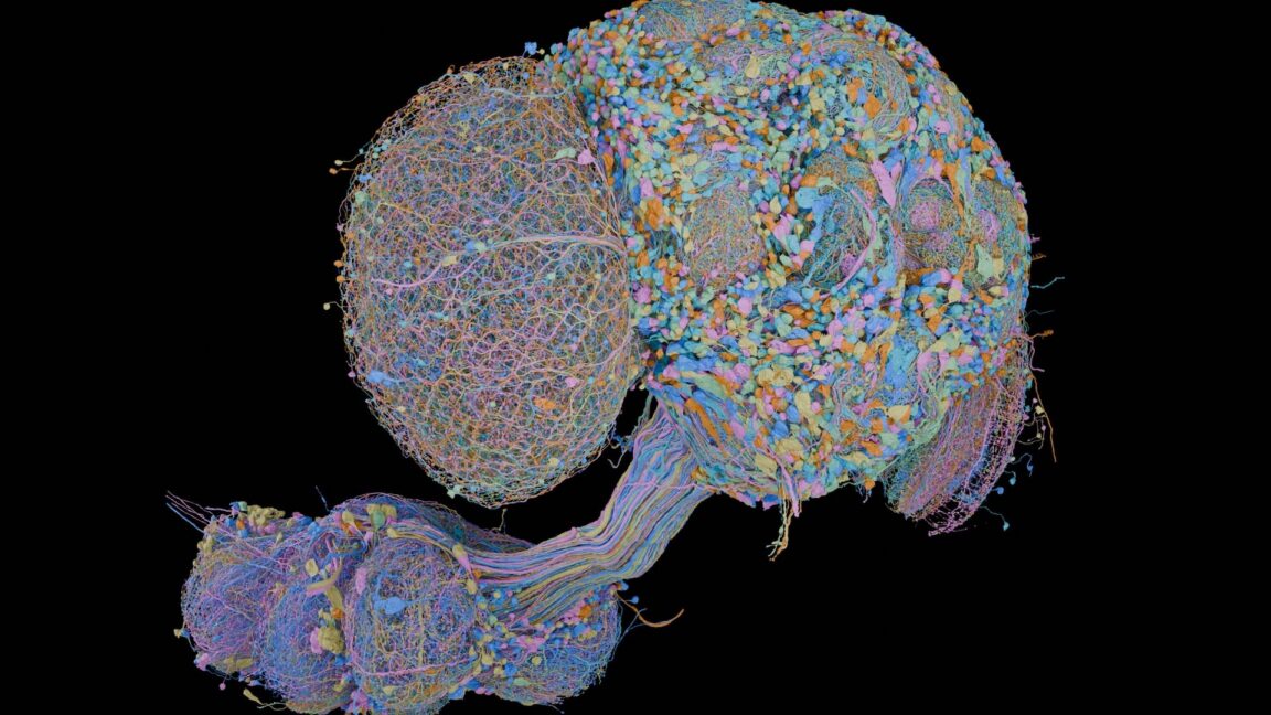 Une équipe cartographie entièrement le cerveau d&rsquo;une drosophile mâle